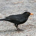 Amsel (Turdus merula)